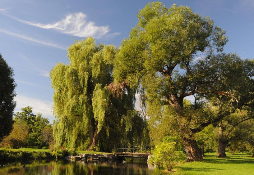 Dominion Arboretum , Canada